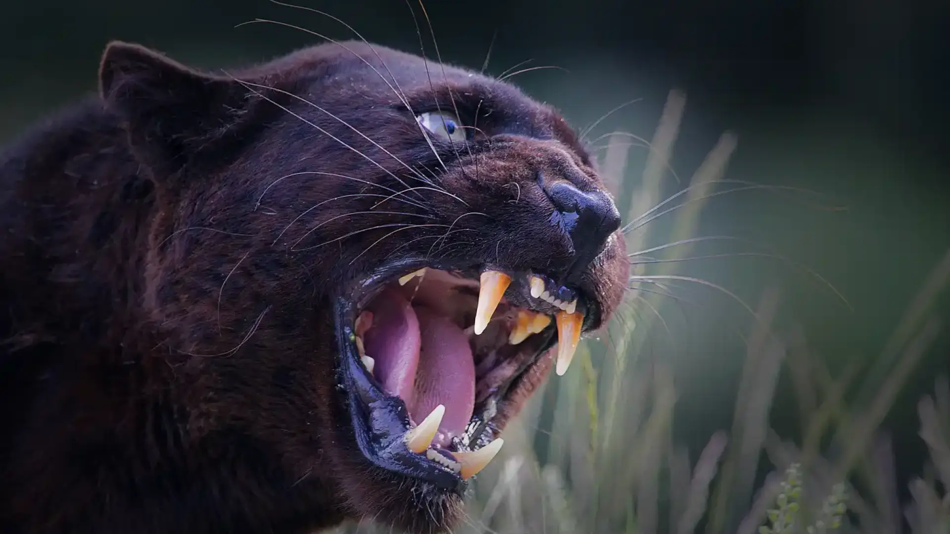Първи жертви на шуменския звяр! Има опасност да слезе в града