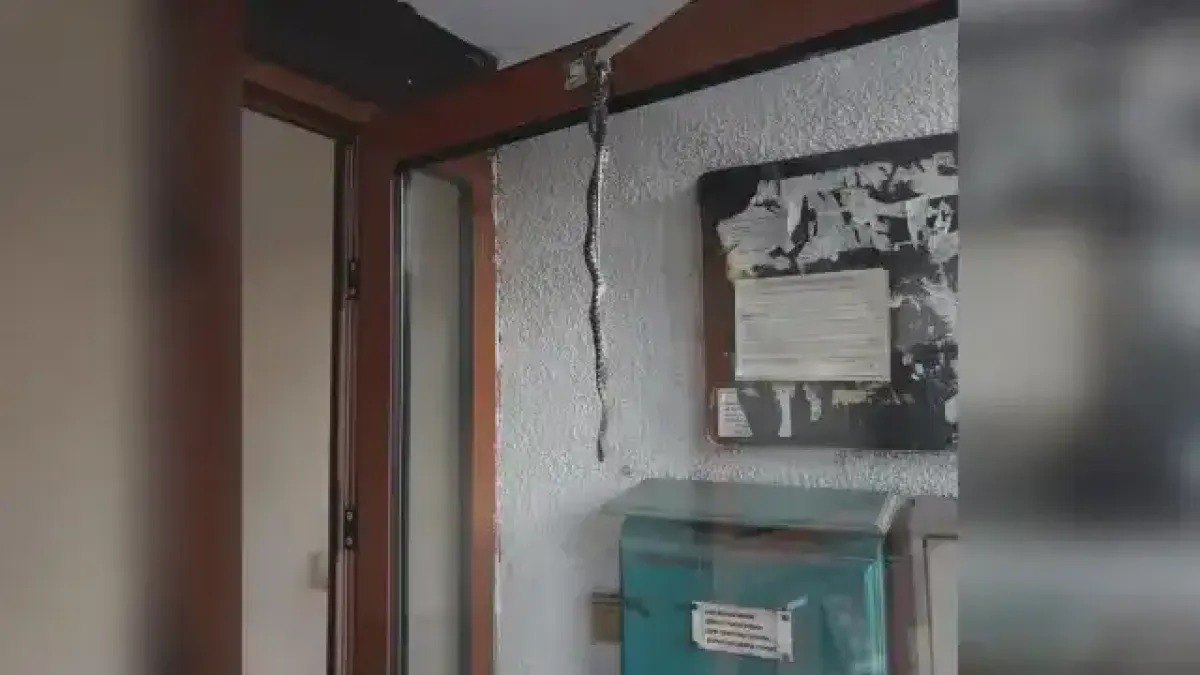 Паника в този БГ град: Змия увисна на входна врата на блок, институциите нехаят