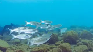 Всички търсят този деликатес от Черно море, 11 лв. е килото