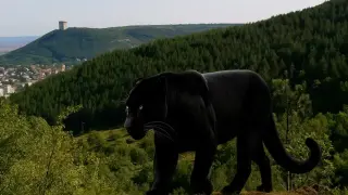 Мистерия и страх: Може ли пантерата да се размножи с други животни в България? Експерти разкриват факти!