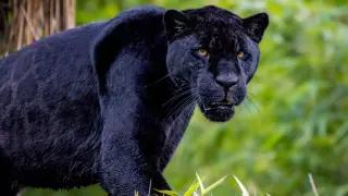 Извънредно! Черният леопард е забелязан отново в Шуменското плато Снимка