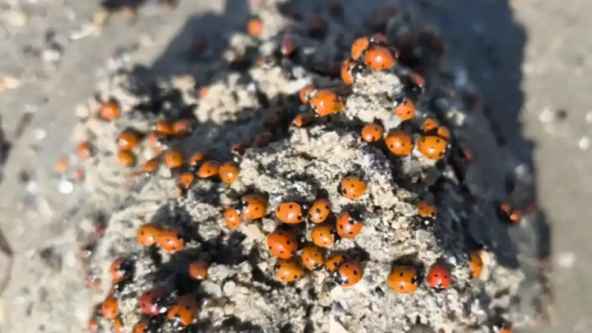 Българите по гръцкото море: Никога не сме виждали такова нещо