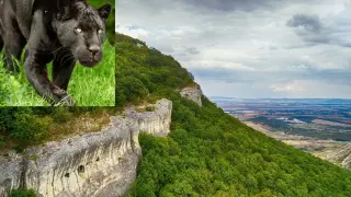 Шуменци са предупредени: Експерт разкри как да оцелеем при среща с черния леопард Видео