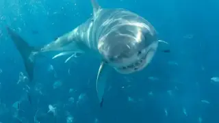 За пример: Рибар улови застрашена бяла акула в Адриатика и я върна в морето