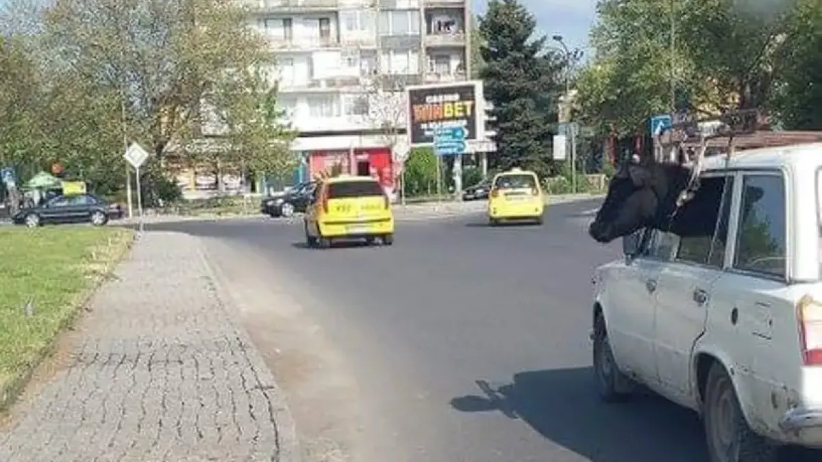 За тази ситуация с дете и крава ще се говори още дълго време в Родопите