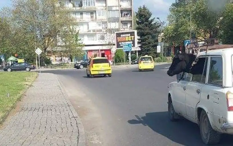 За тази ситуация с дете и крава ще се говори още дълго време в Родопите
