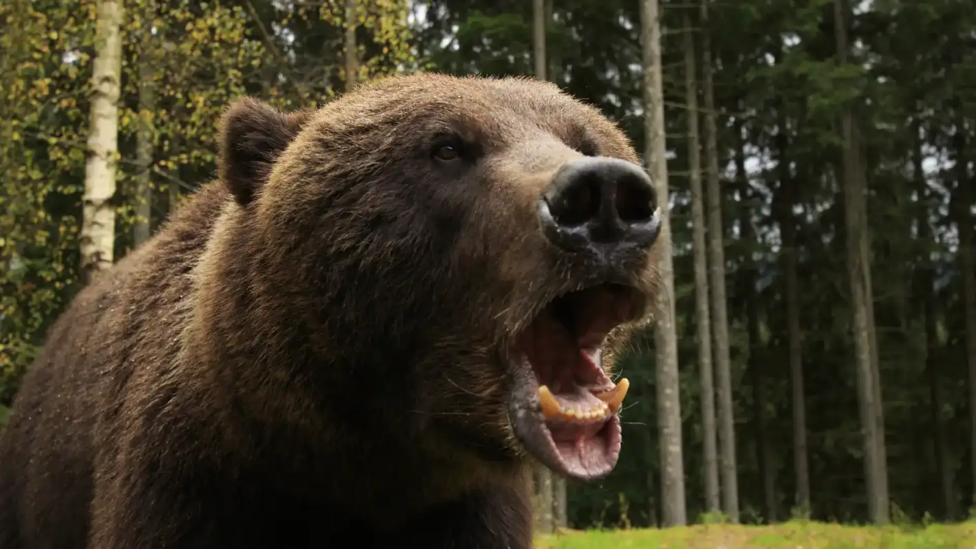 Като във филм на ужасите: Мечка нахлу в училище и отмъкна шестокласник