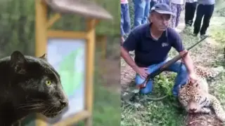 Жива примамка: Ловец с ключова информация за залавянето на черния леопард