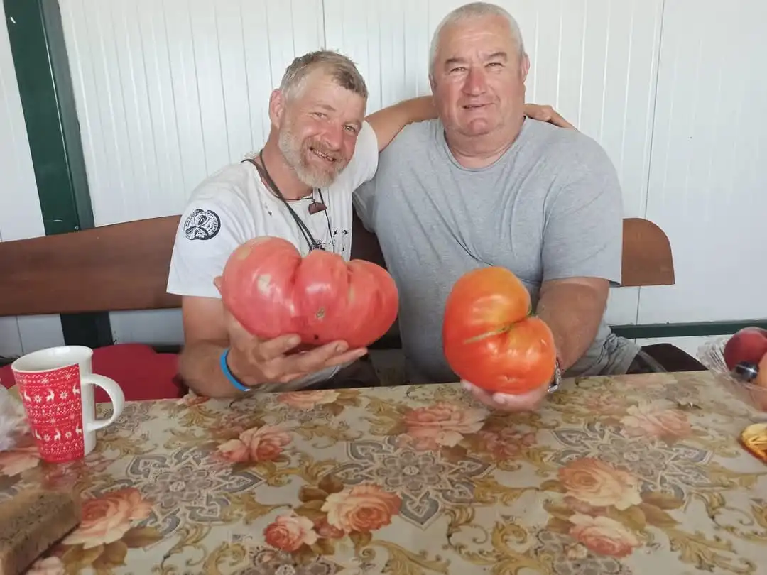 Розов домат за Гинес? Наш производител обра точките Снимки