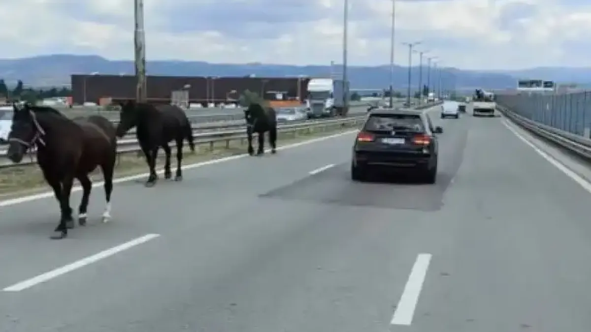 Хаос на Околовръстното на София заради три... Видео