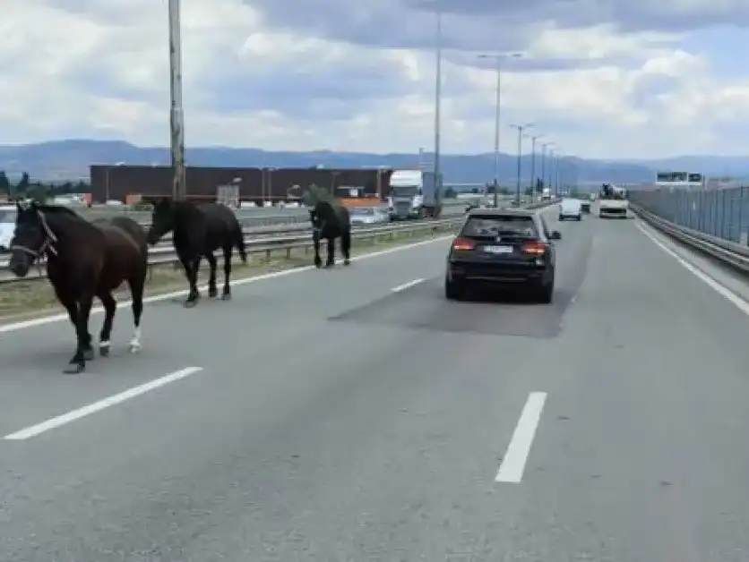 Хаос на Околовръстното на София заради три... Видео