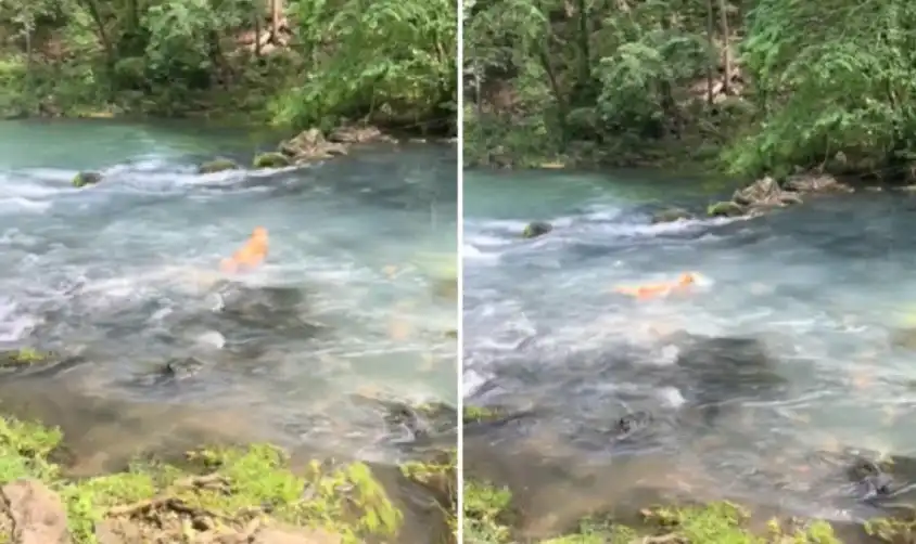 Двойка засне годежа си на видео, но нещата не преминаха според плана