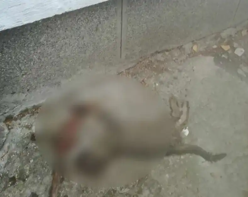 Жестоко убийство в центъра на София