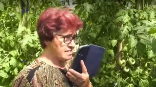 "Тръгнаха като луди": Баба Надка гледа уникални домати с помощта на изкуствен интелект Видео