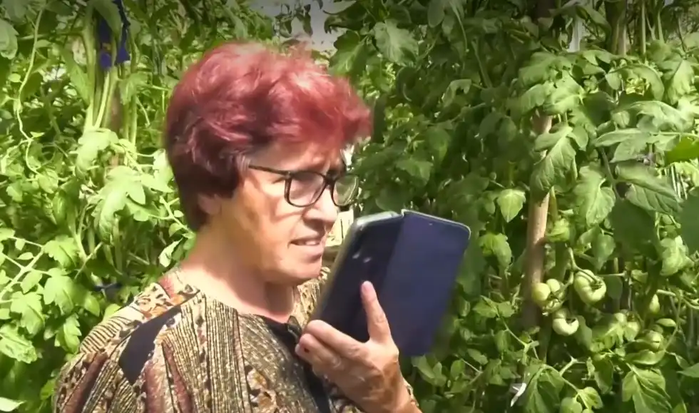 "Тръгнаха като луди": Баба Надка гледа уникални домати с помощта на изкуствен интелект Видео