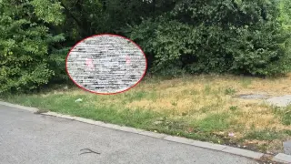 Разкриха нова черна пантера в столицата