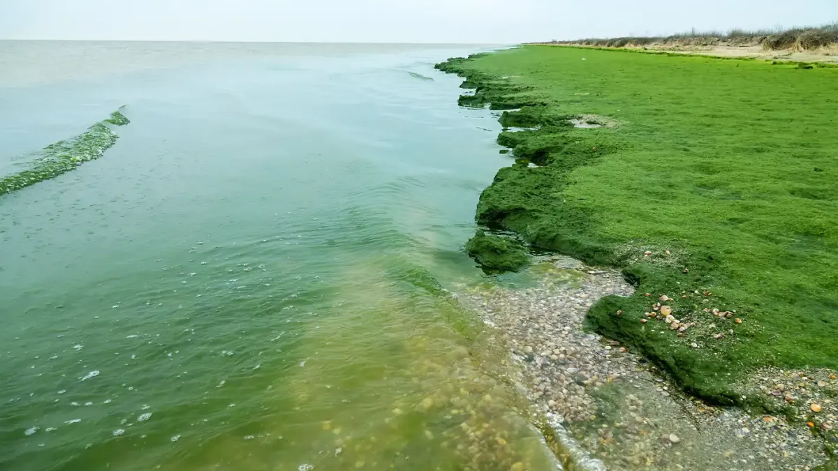 Неочакван феномен в Слънчев бряг: Летовници създадоха водораслов човек, а експерти обясняват, че... Видео
