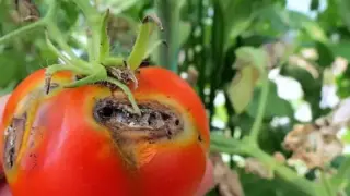 Страшна напаст застрашава една от най-обичаните храни на трапезата ни