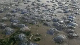 Гнусни мекотели нападнаха Черно море!