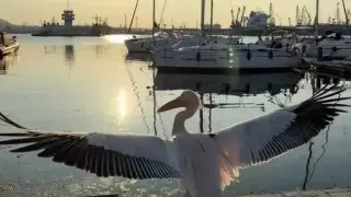 Варна посърна! Розовият Стойчо изчезна