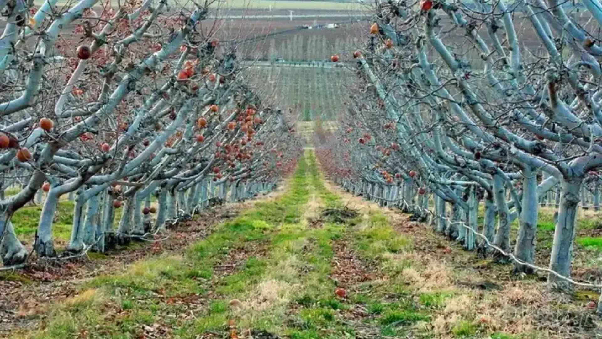 Български производител: Такова нещо не е било от 30 години, всичко e на земята