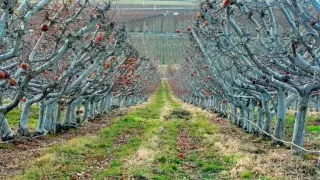 Български производител: Такова нещо не е било от 30 години, всичко e на земята
