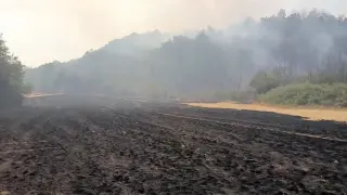 Огненият ад край Белоградчик причини огромни щети, на места още тлее