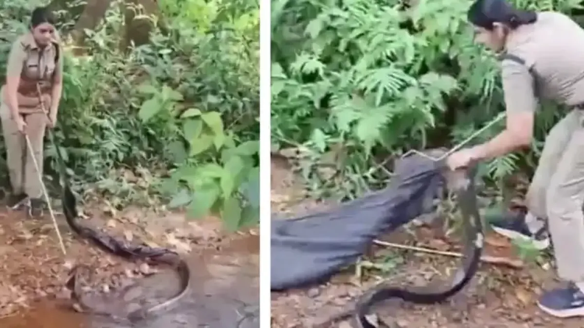 Безстрашна жена улови кралска кобра Видео
