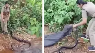 Безстрашна жена улови кралска кобра Видео