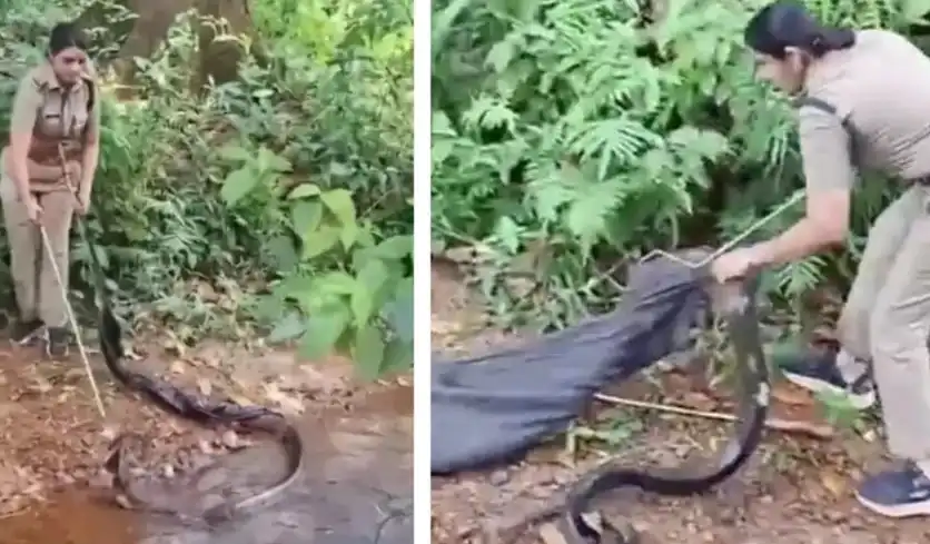 Безстрашна жена улови кралска кобра Видео