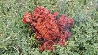 Мъжът, открил мистериозната горяща топка в Якоруда, с шокиращ разказ