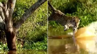 Гладен ягуар нападна алигатор от дърво пред очите на турист Видео