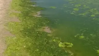 Плажовете във Варна заприличаха на блато, а водата на супа Снимки