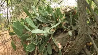 Най-неочакваните нашественици превземат България, започнали са от Враца