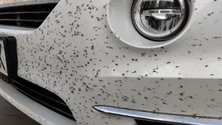 Читател на БЛИЦ алармира: Нападнаха ме на "Тракия", чуваше се като дъжд Снимки