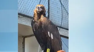 Спасителна акция в Разлог при невиждан в историята случай Видео