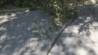 Клон за малко да убие жена в София Снимки