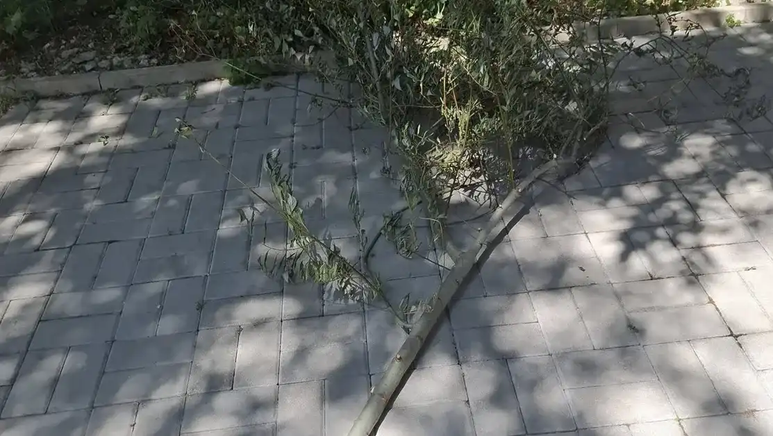 Клон за малко да убие жена в София Снимки