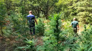 Високо в планината: Разкриха 6 плантации с канабис, има задържани Снимки