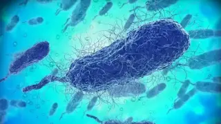 Опасна бактерия дебне в Черно море