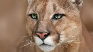 Туристка срещна пума в гора и качи видео с ужасяващата среща