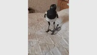 Цялата страна търсят черната пантера, само в Пловдив са на нокти заради свраката Гого