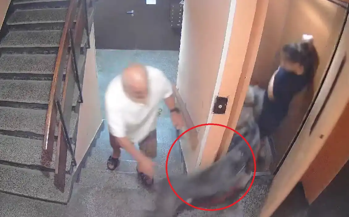 „Само чудо спаси детето ми“: Шокиращо видео 18+ с куче в асансьор в "Люлин" в София