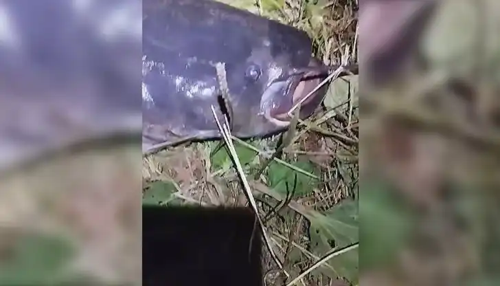 Столичанин 10 минути се бори и удари 22-килограмов воден звяр с примамка от пиявици Видео