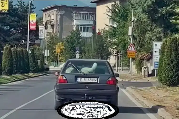 Ето какво се случи с изрода, тероризирал кучето си в Банско