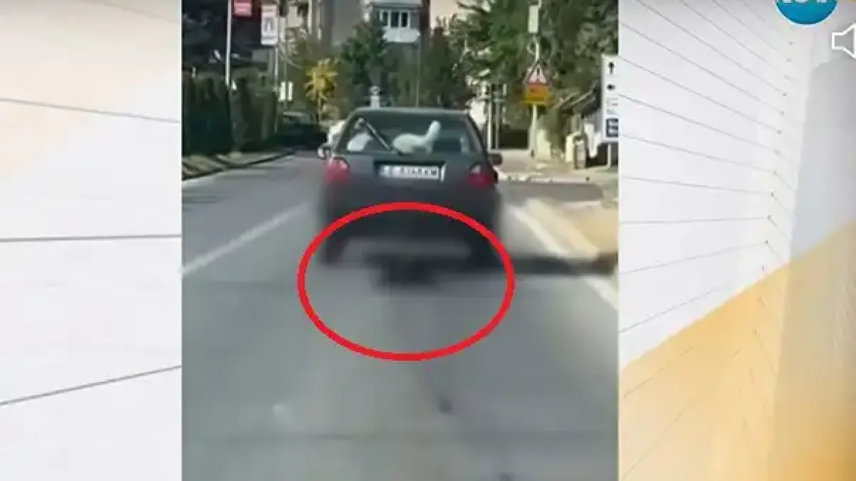 Последни данни за кучето, влачено с кола в Банско