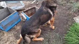 Полицейско куче надуши канабис, укрит в пчелни кошери в Карнобатско Снимки