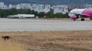 "Черната пантера" се появи на летището във Варна Видео