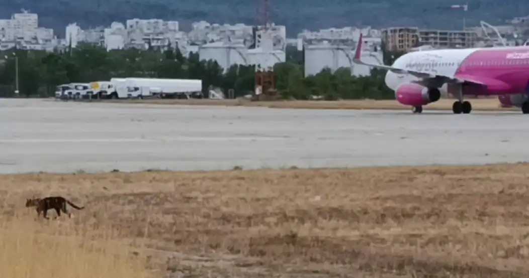 "Черната пантера" се появи на летището във Варна Видео