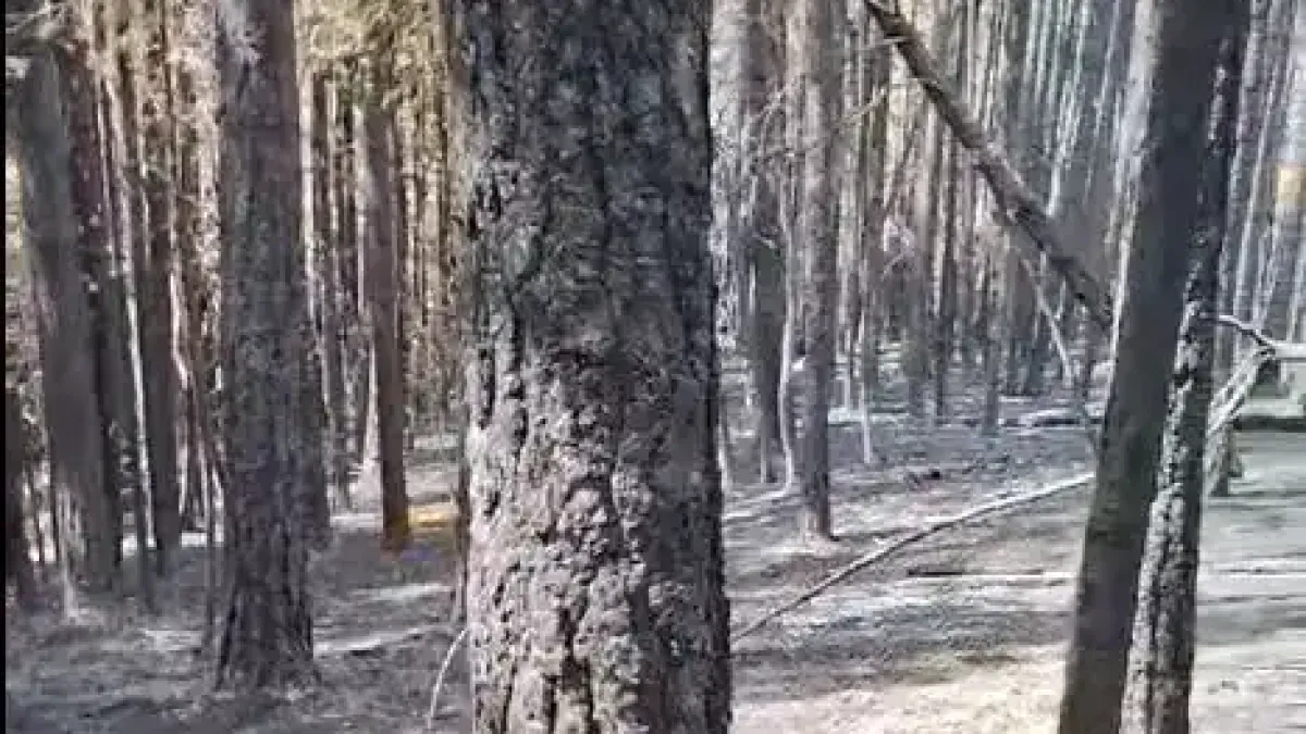 Насред овъглените гори на Пирин камера улови... Видео
